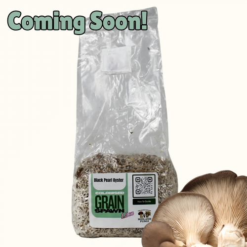 Black Pearl Oyster Grain Spawn 1.5kg