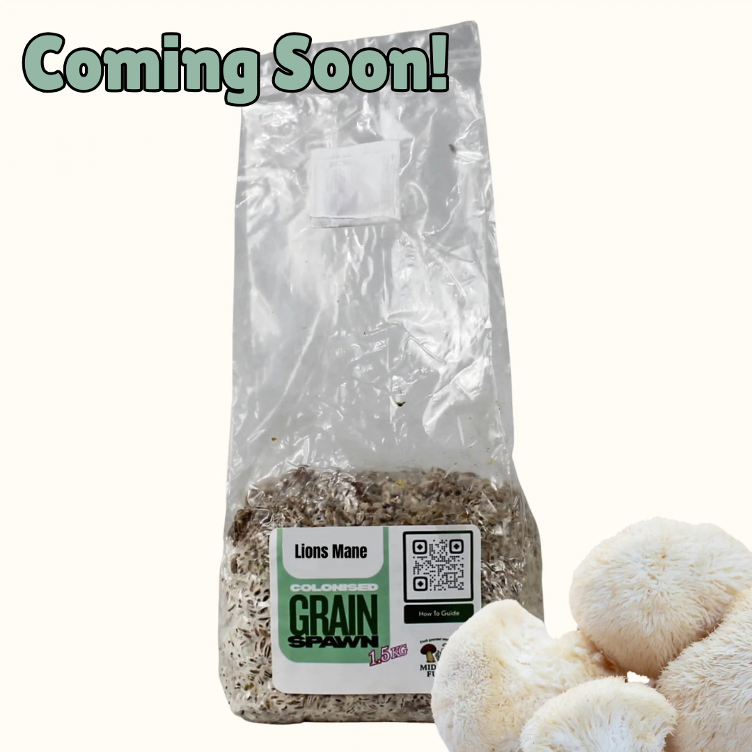 Lions Mane Grain Spawn 1.5kg