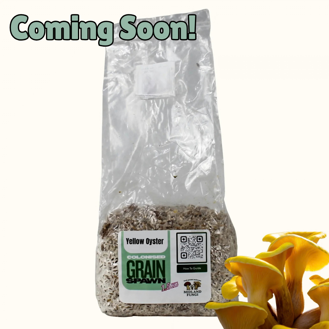 Yellow Oyster Grain Spawn 1.5kg