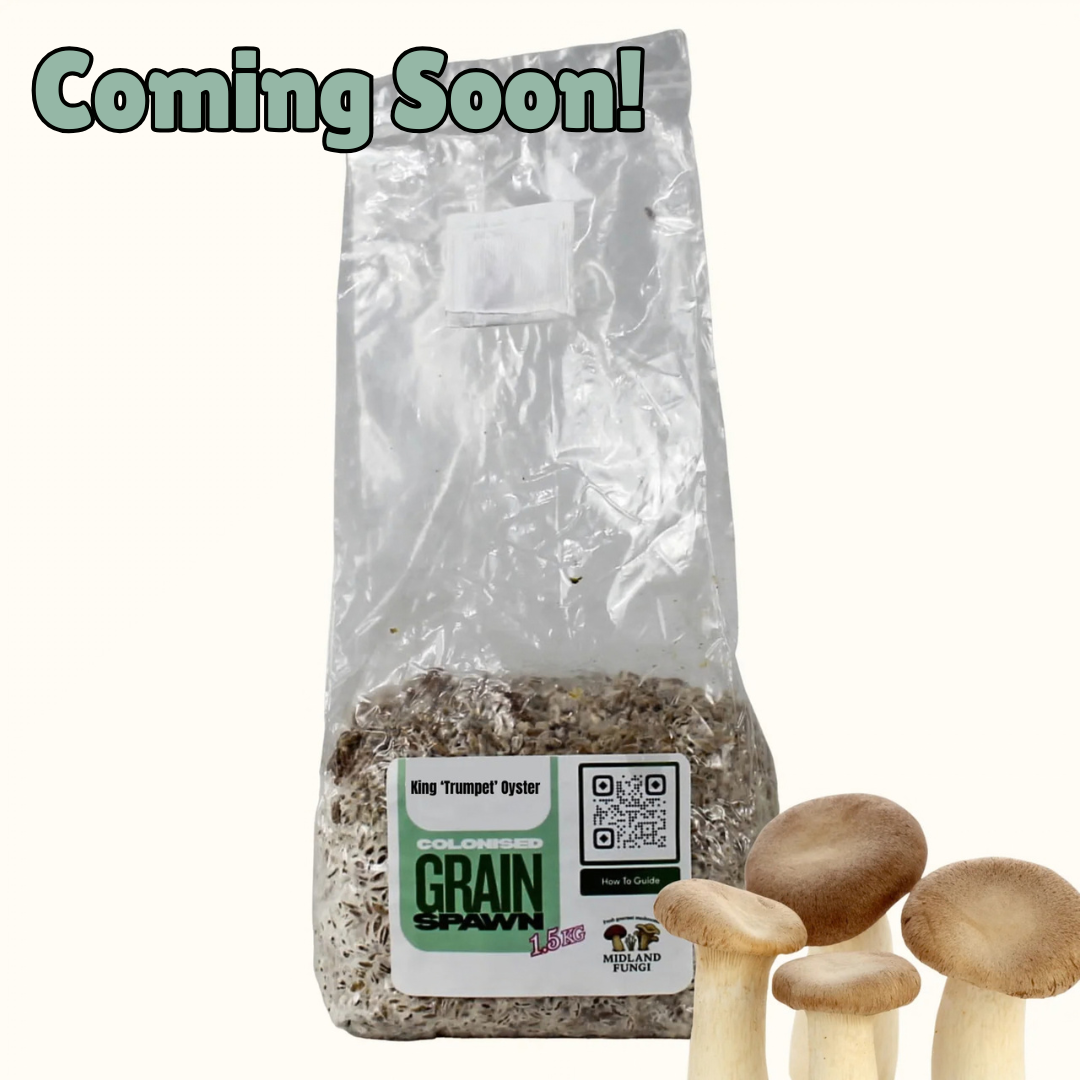 King ‘Trumpet’ Oyster Grain Spawn 1.5kg