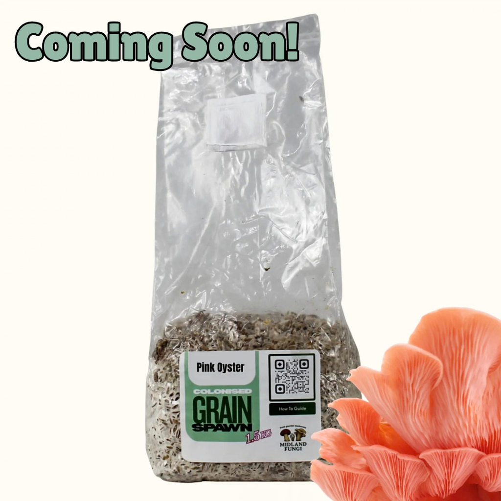 Pink Oyster Grain Spawn 1.5kg