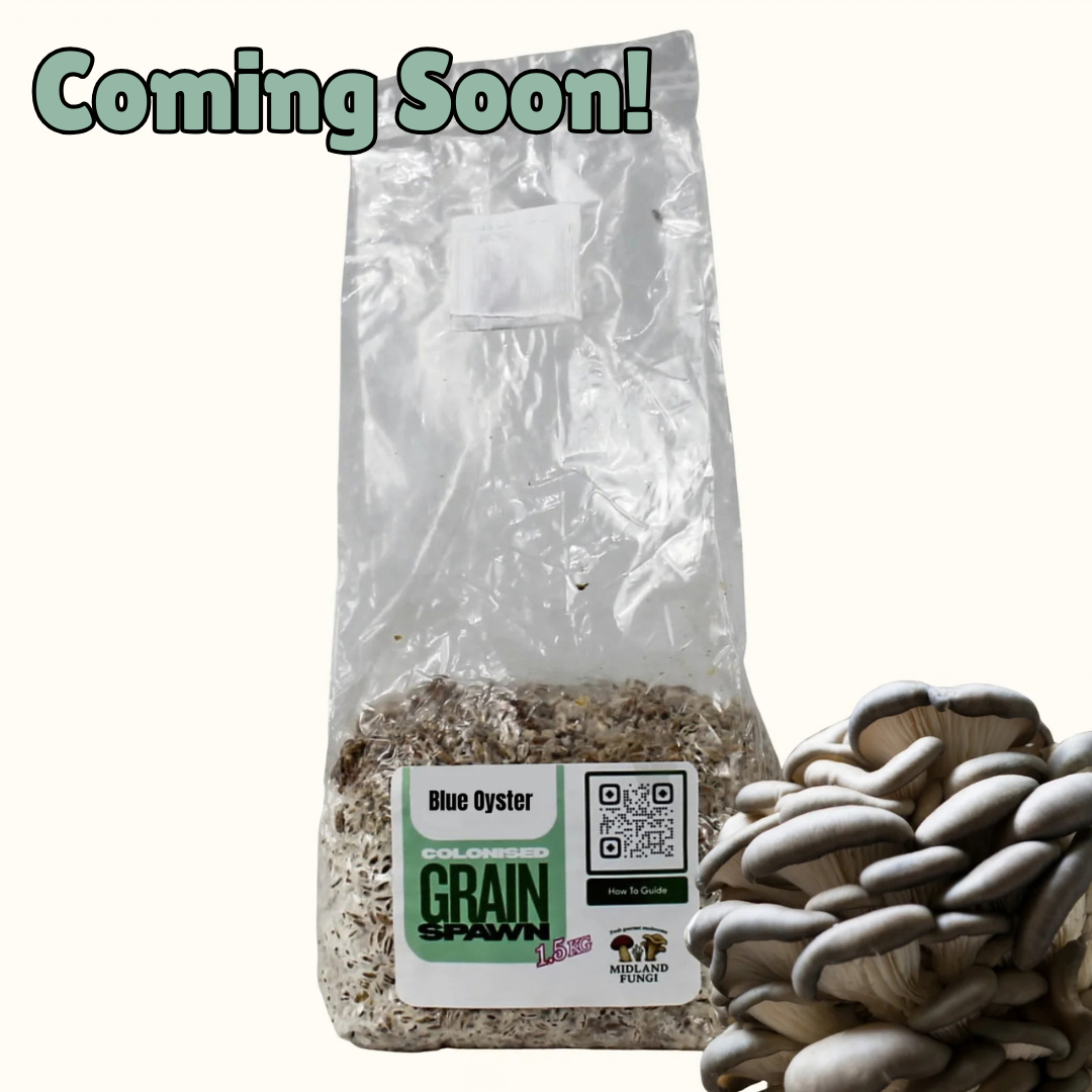 Blue Oyster Grain Spawn 1.5kg