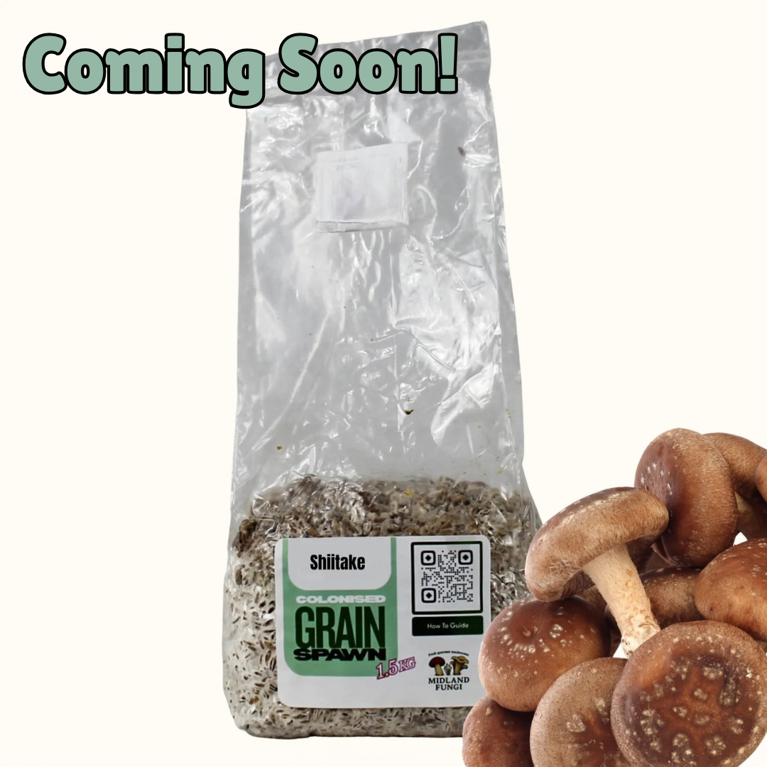 Shiitake Grain Spawn 1.5kg