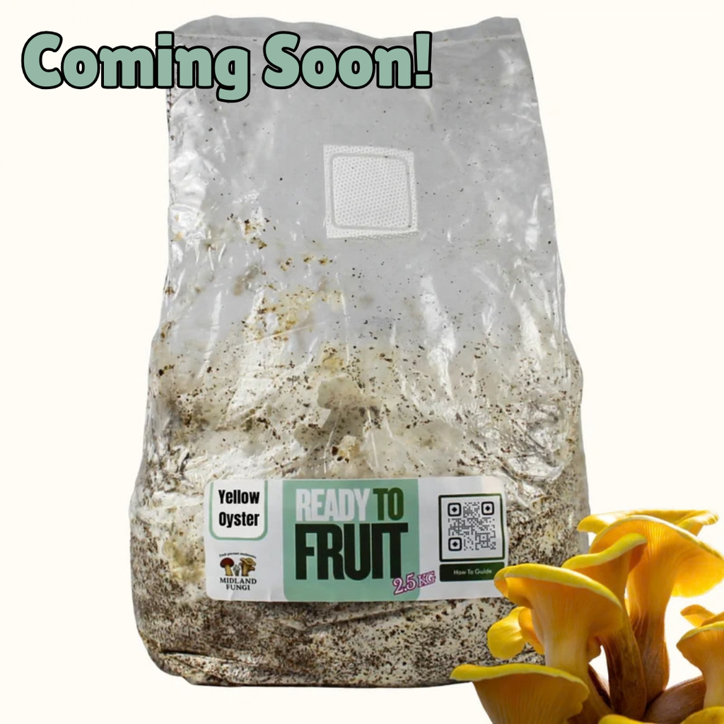 Yellow Oyster GROW KIT (Ready to Fruit) 3kg