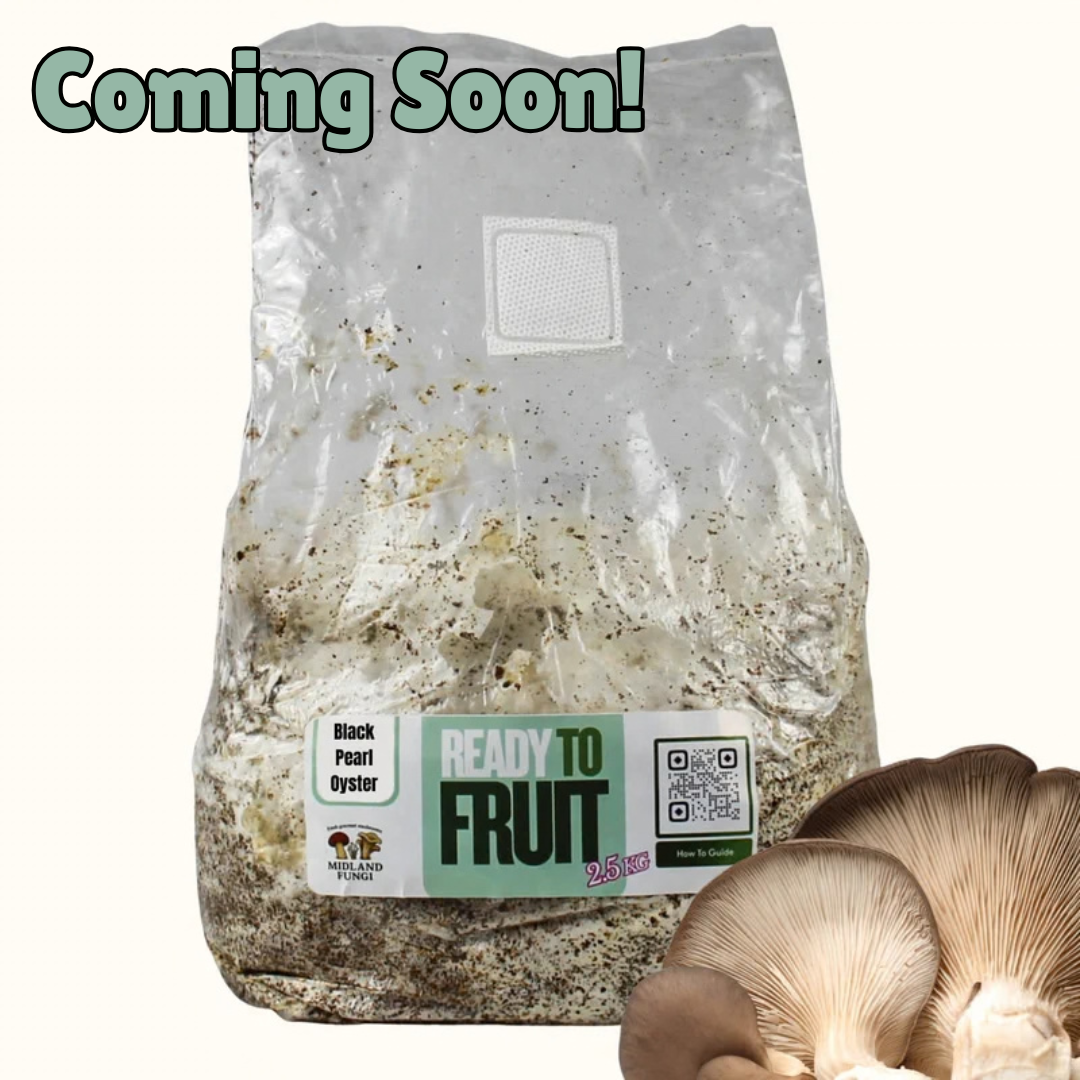 Black Pearl Oyster Colonised Masters Mix 3kg (READY TO FRUIT)