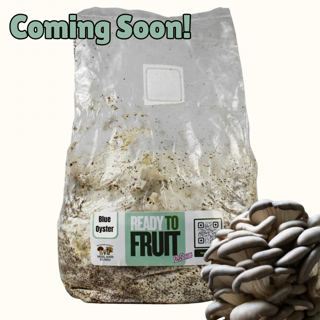 Blue Oyster Colonised Masters Mix 3kg (READY TO FRUIT)