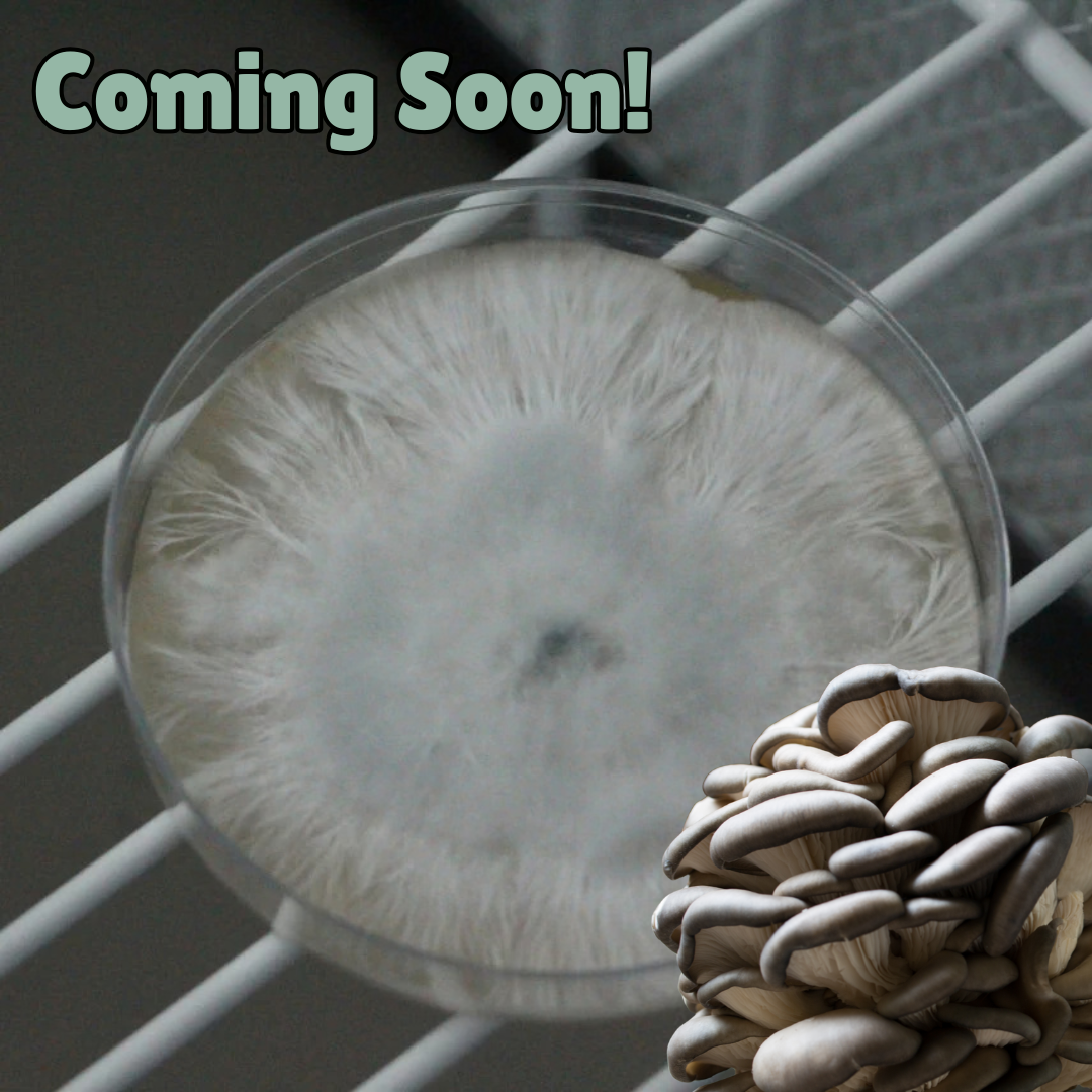 Blue oyster colonised agar plate