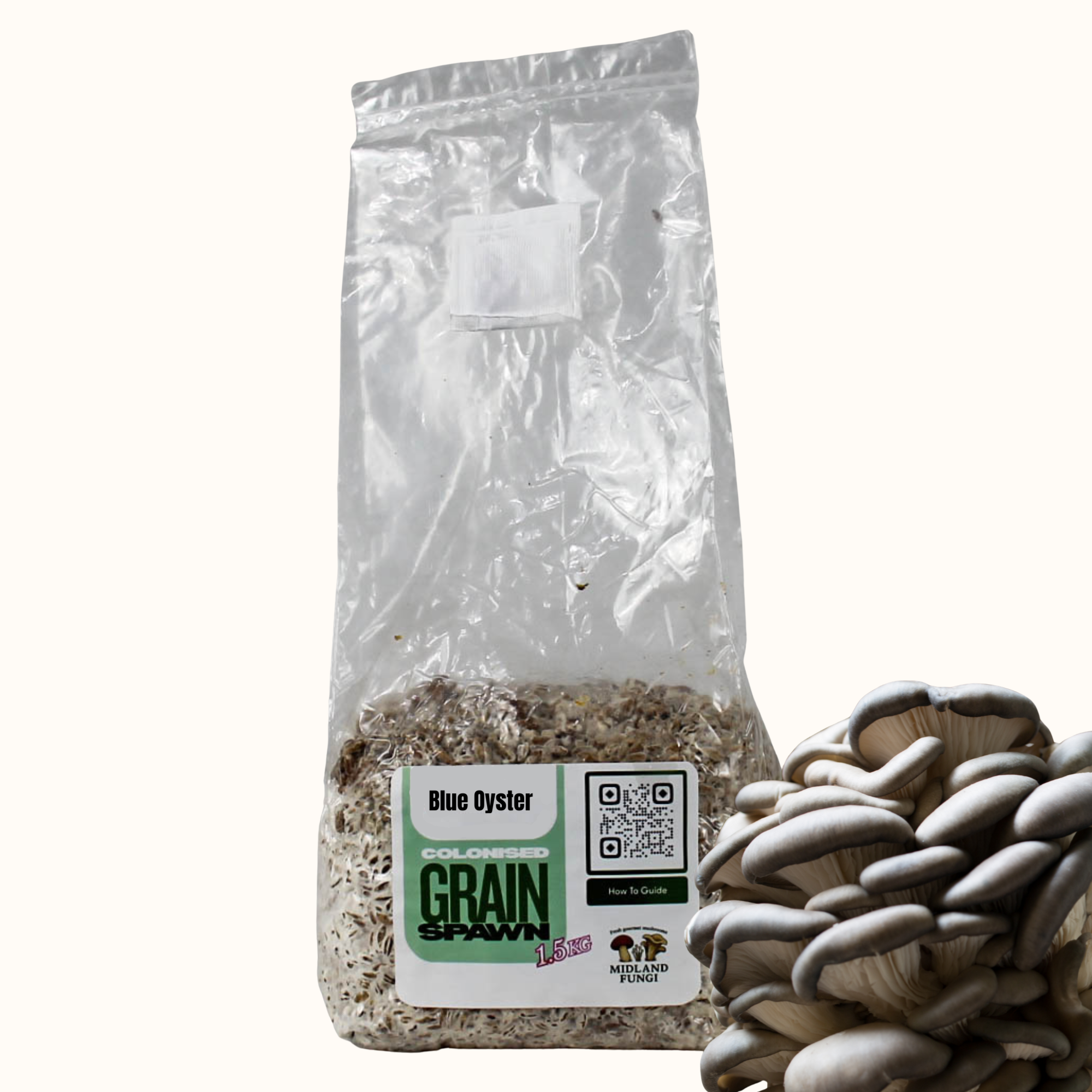 Blue Oyster Grain Spawn 1.5kg