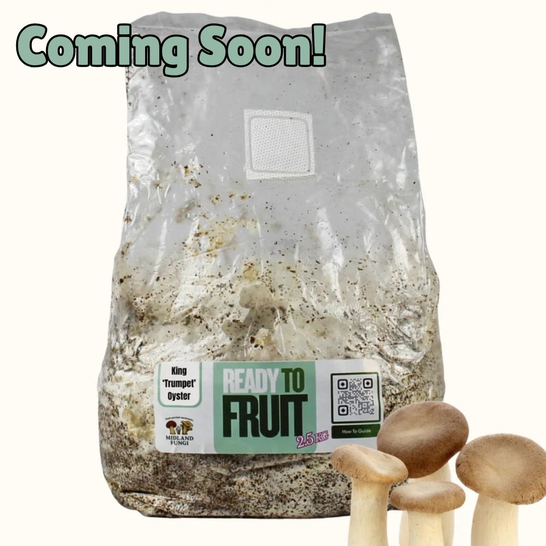 King ‘Trumpet’ Oyster Colonised Masters Mix 3kg (READY TO FRUIT)