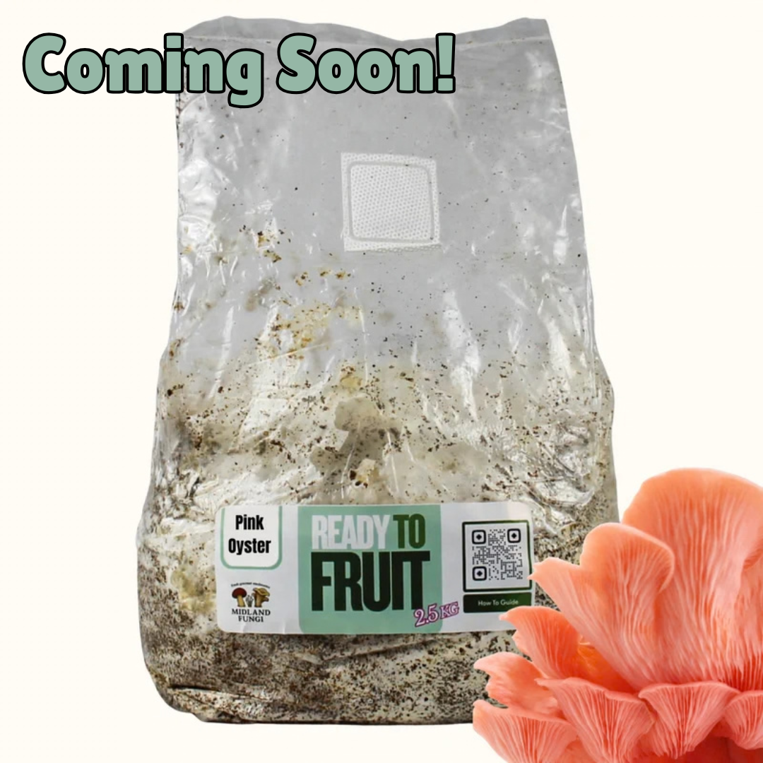 Pink Oyster Colonised Masters Mix 3kg (READY TO FRUIT)