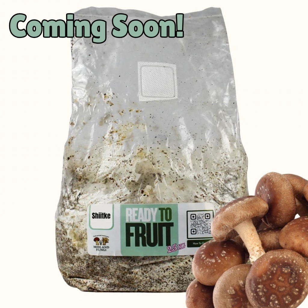 Shiitake GROW KIT (Ready to Fruit) 3kg