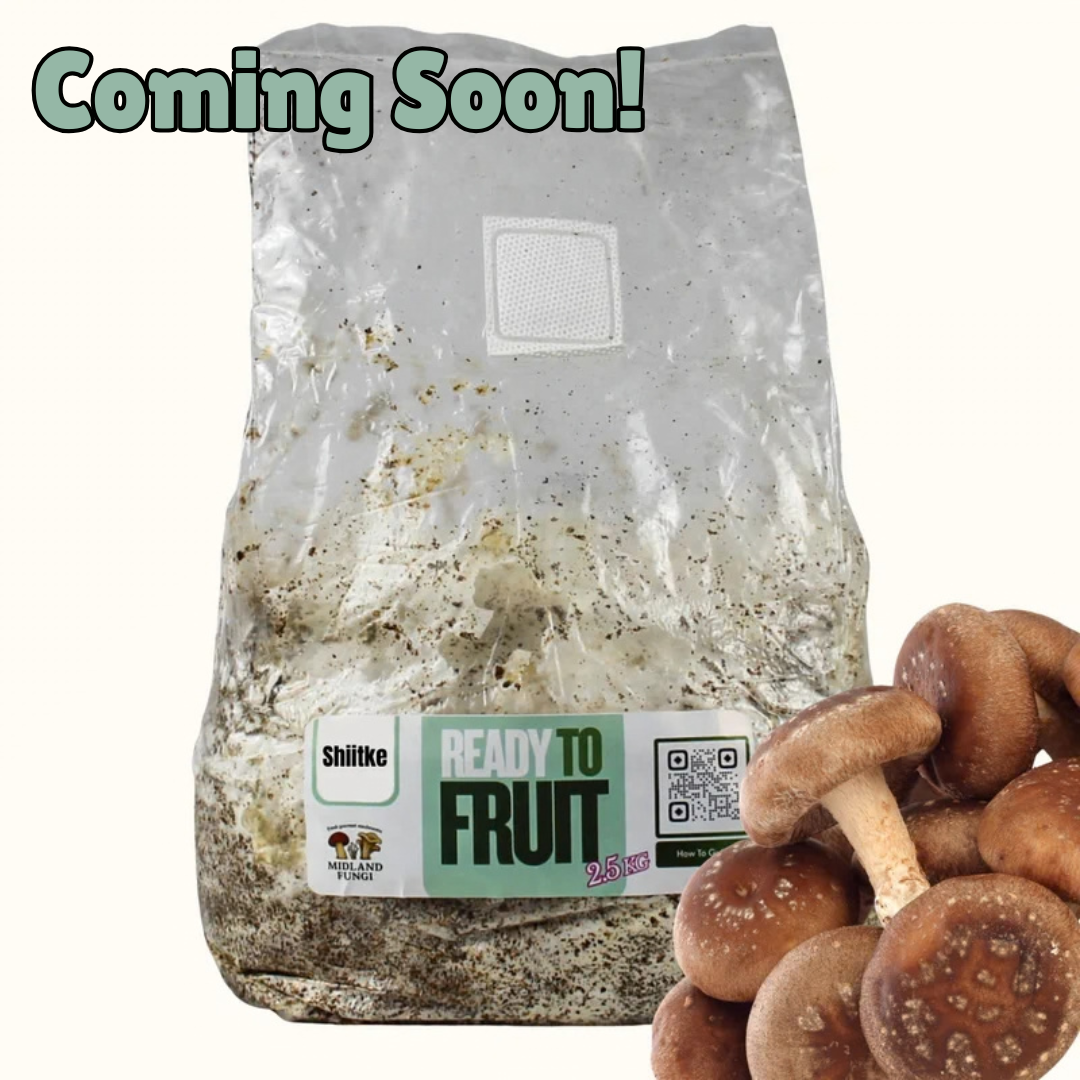 Shiitake Colonised Hardwood 3kg (READY TO FRUIT)
