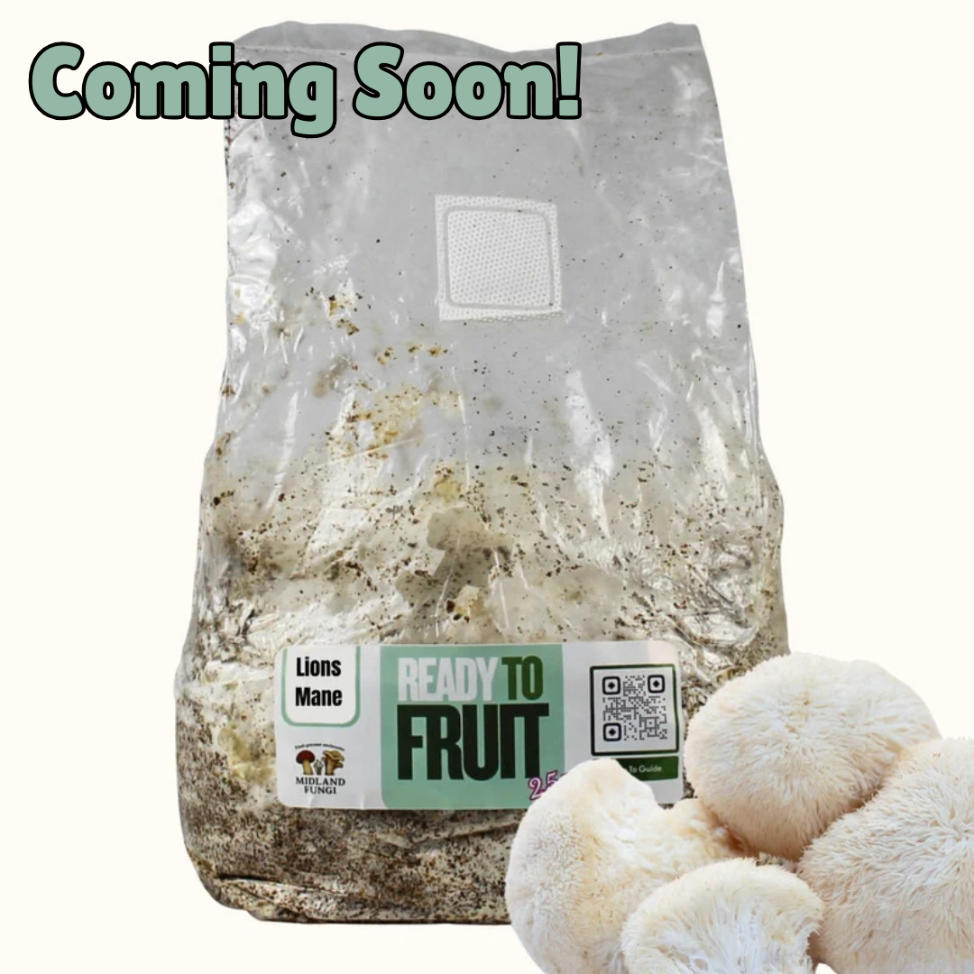 Lions Mane Colonised Masters Mix 3kg (READY TO FRUIT)