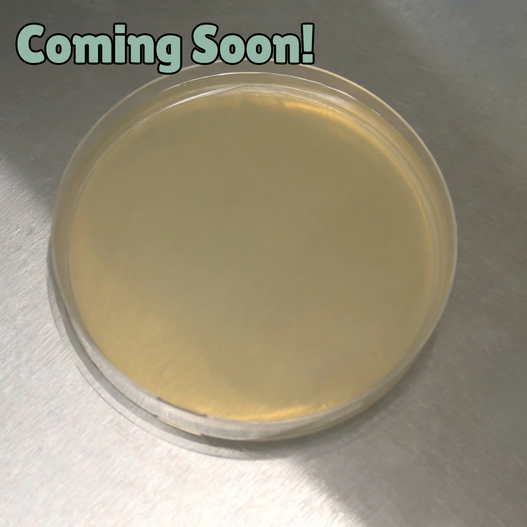 Light Malt Extract (LME) Agar Petri Dishes (10pk)