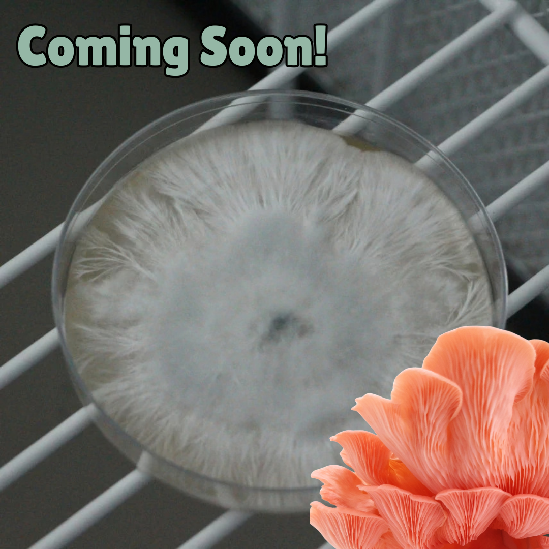 Pink oyster colonised agar plate