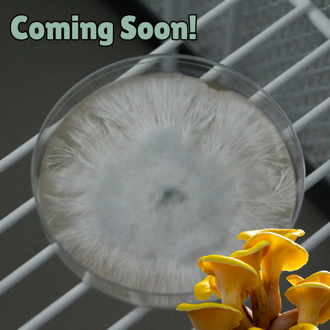 Yellow oyster colonised agar plate