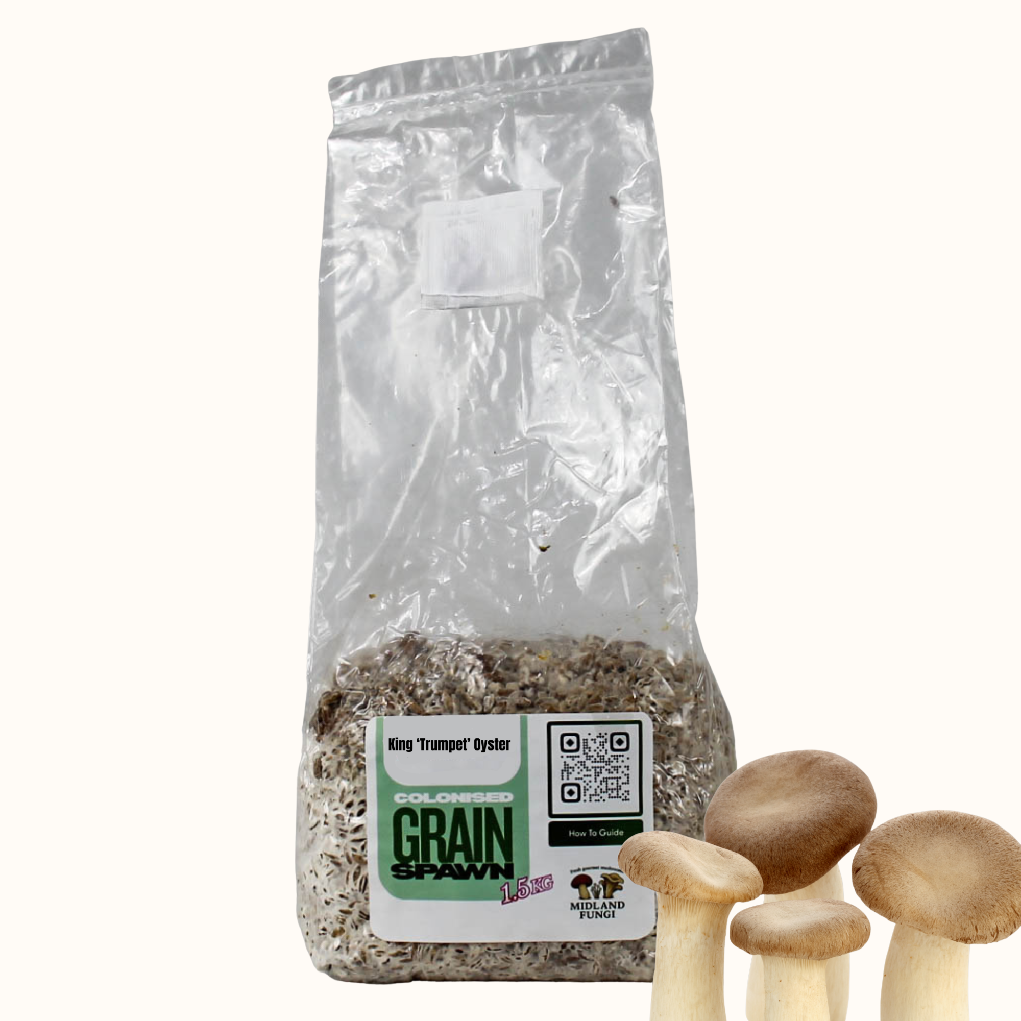 King ‘Trumpet’ Oyster Grain Spawn 1.5kg