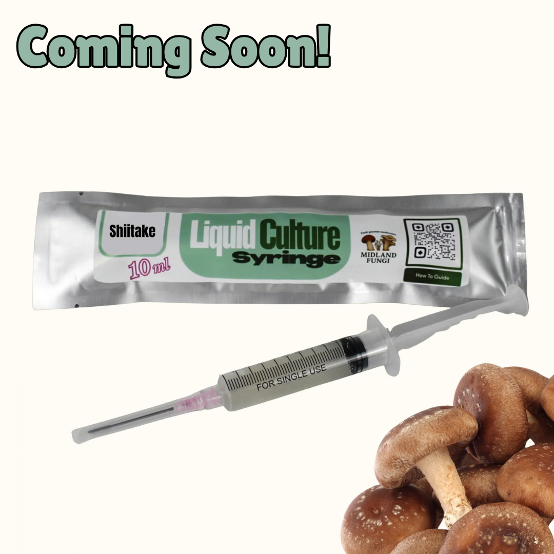 Shiitake Liquid Culture Syringe 10ml