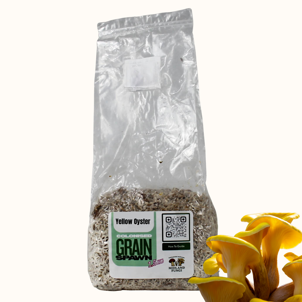 Yellow Oyster Grain Spawn 1.5kg