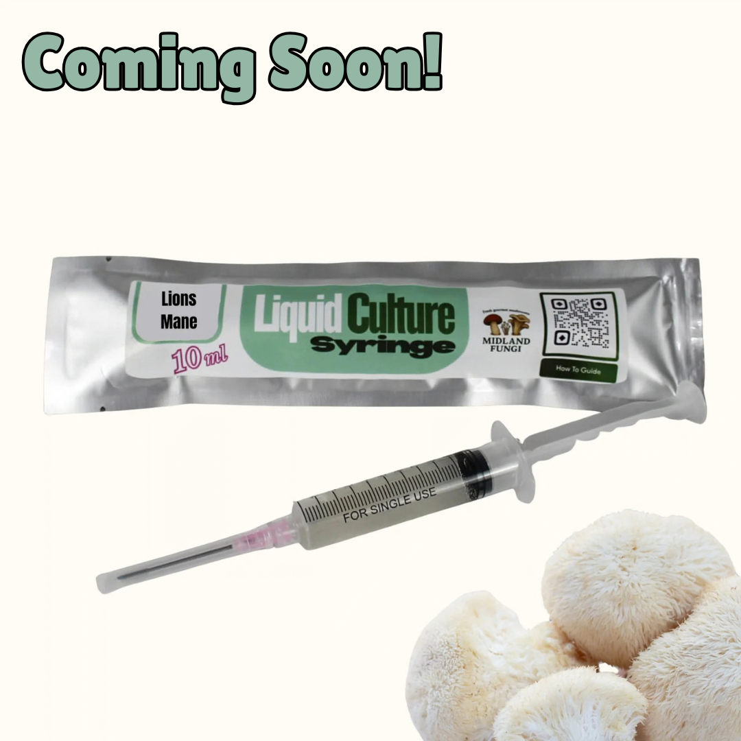 Lions Mane Liquid Culture Syringe 10ml