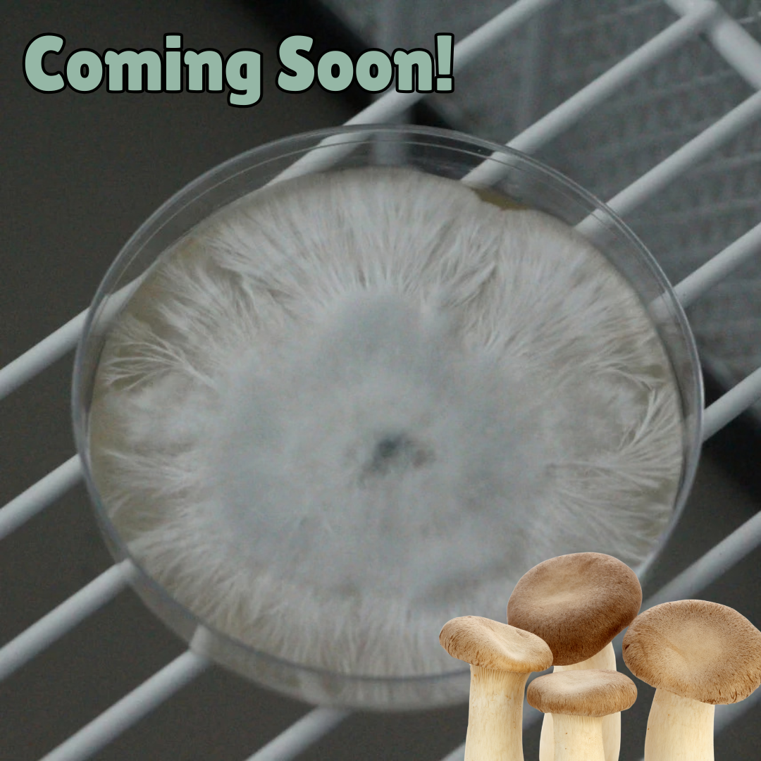 King ‘trumpet’ oyster colonised agar plate