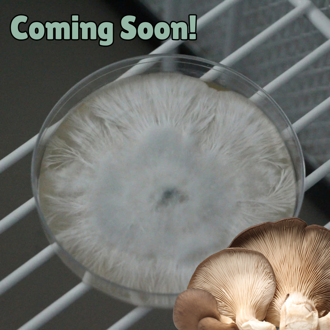 Black pearl oyster colonised agar plate