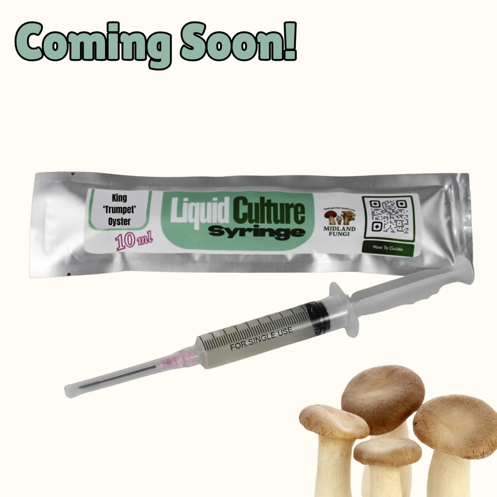 King ‘Trumpet’ Oyster Liquid Culture Syringe 10ml