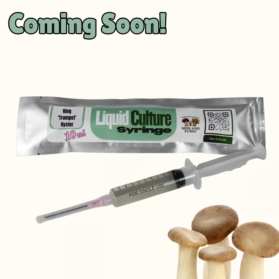 King ‘Trumpet’ Oyster Liquid Culture Syringe 10ml