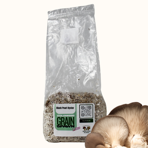 Black Pearl Oyster Grain Spawn 1.5kg