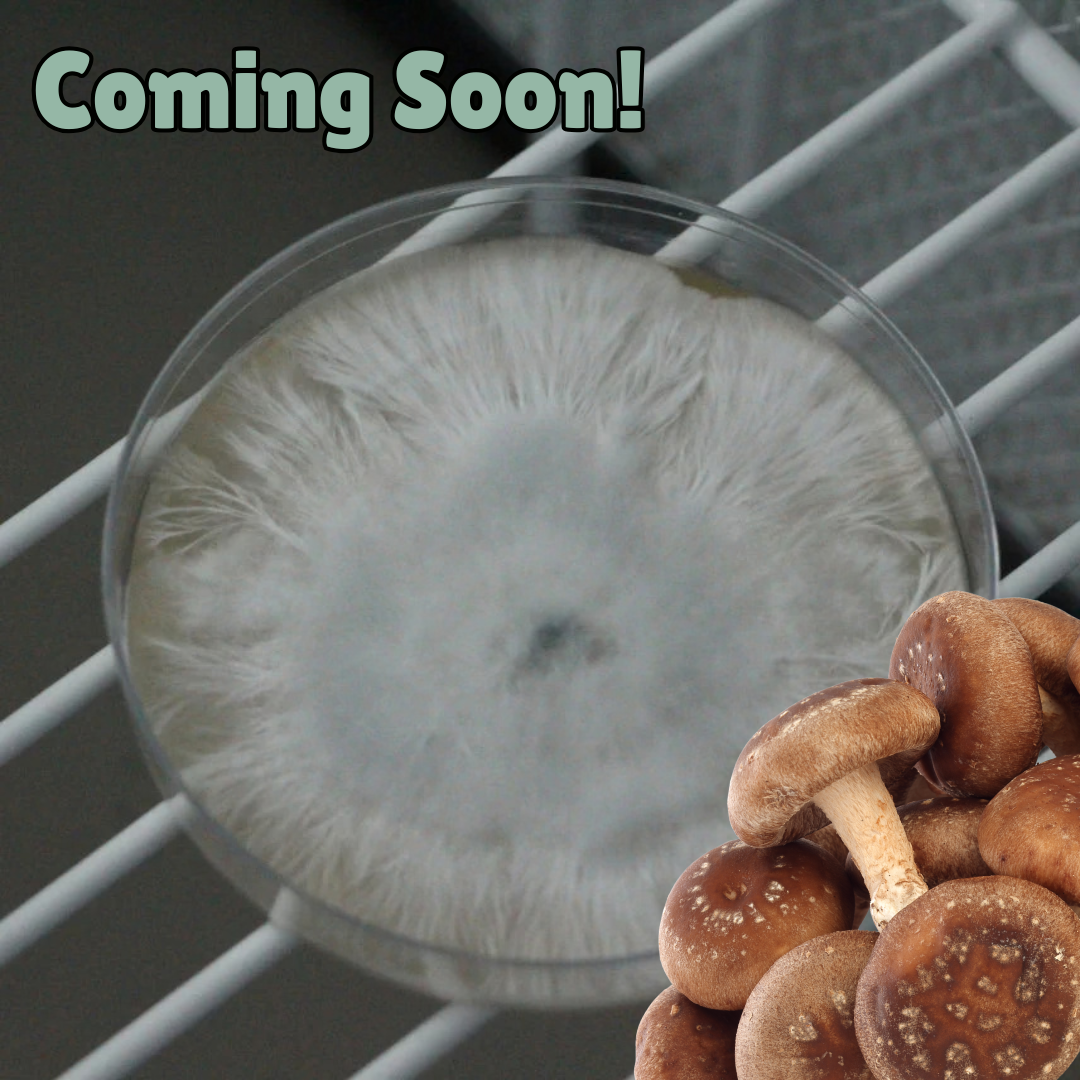 Shiitake colonised agar plate