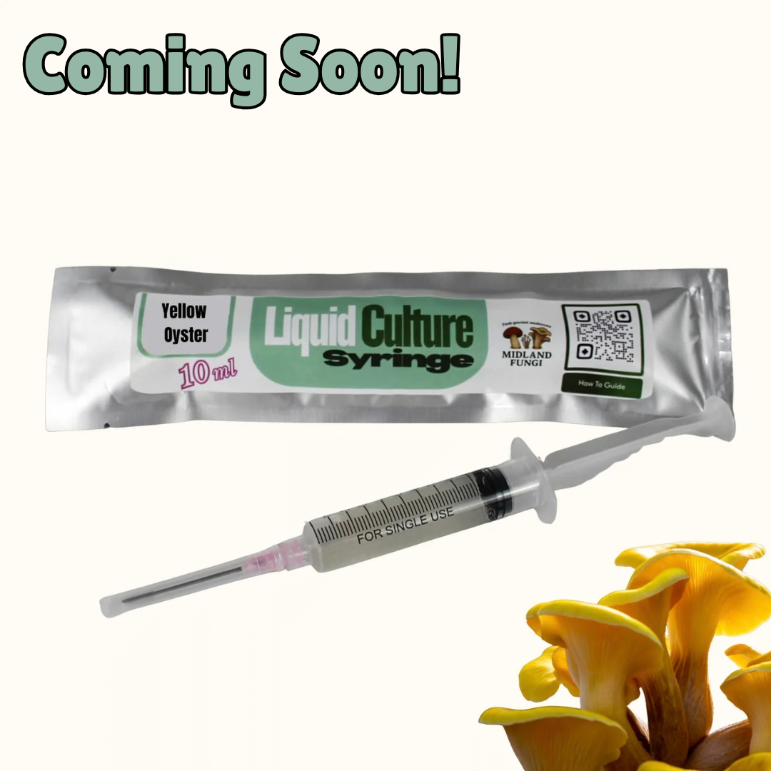 Yellow Oyster Liquid Culture Syringe 10ml