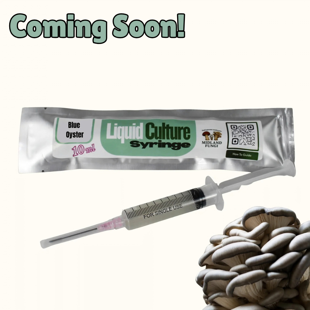 Blue Oyster Liquid Culture Syringe 10ml