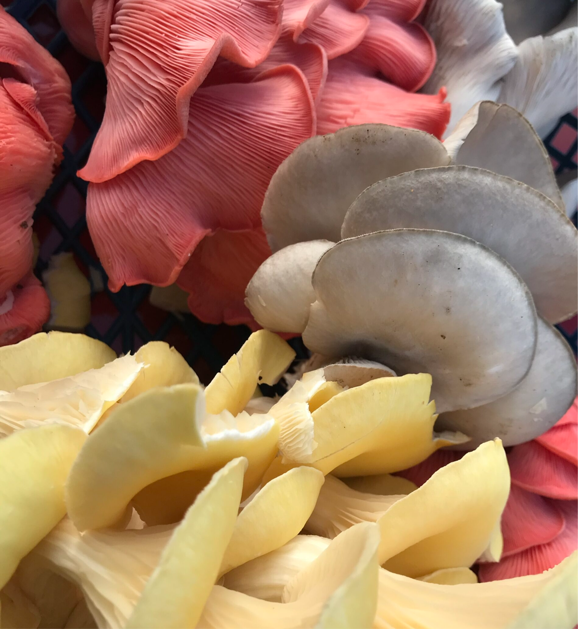 Mixed Oyster Mushroom Box