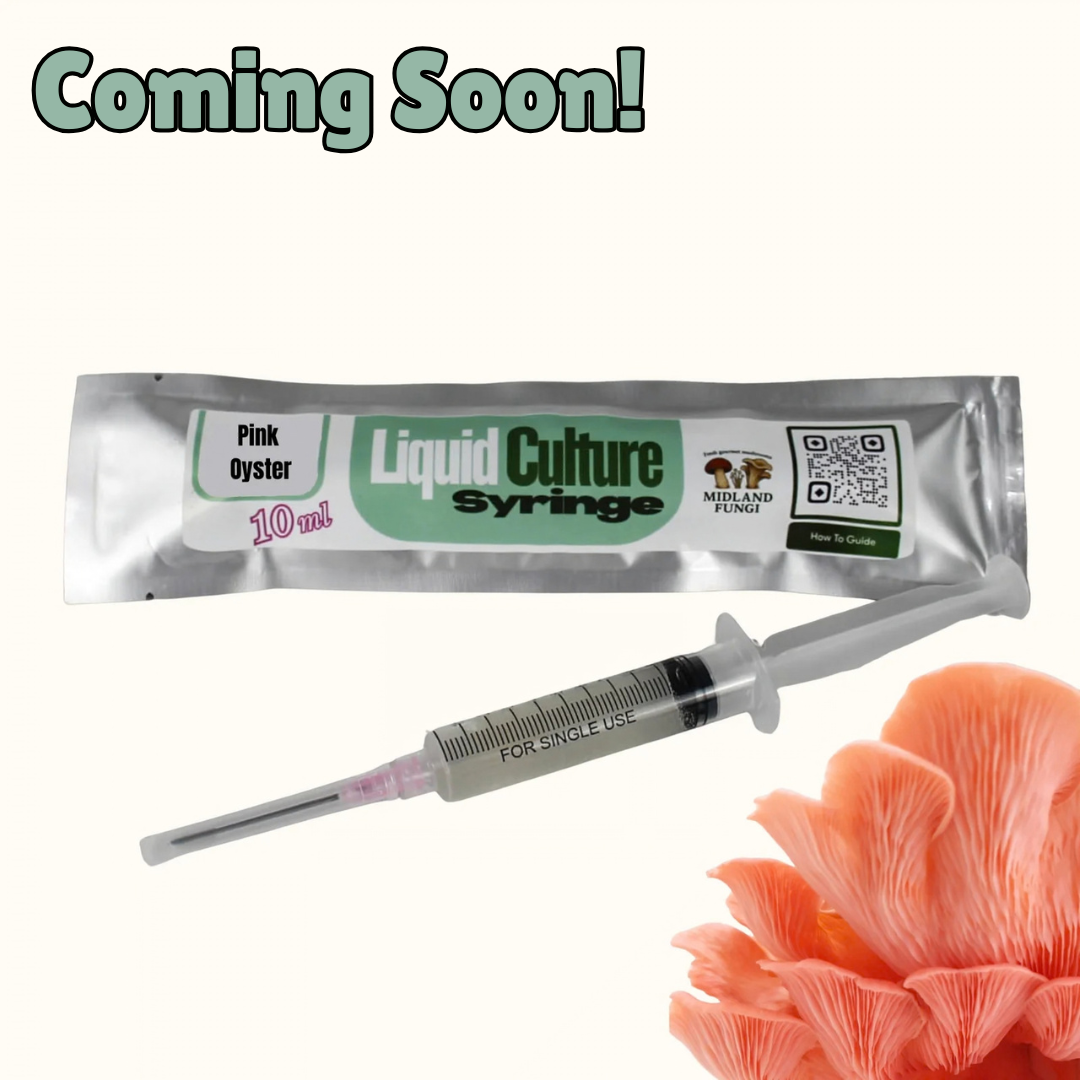 Pink Oyster Liquid Culture Syringe 10ml