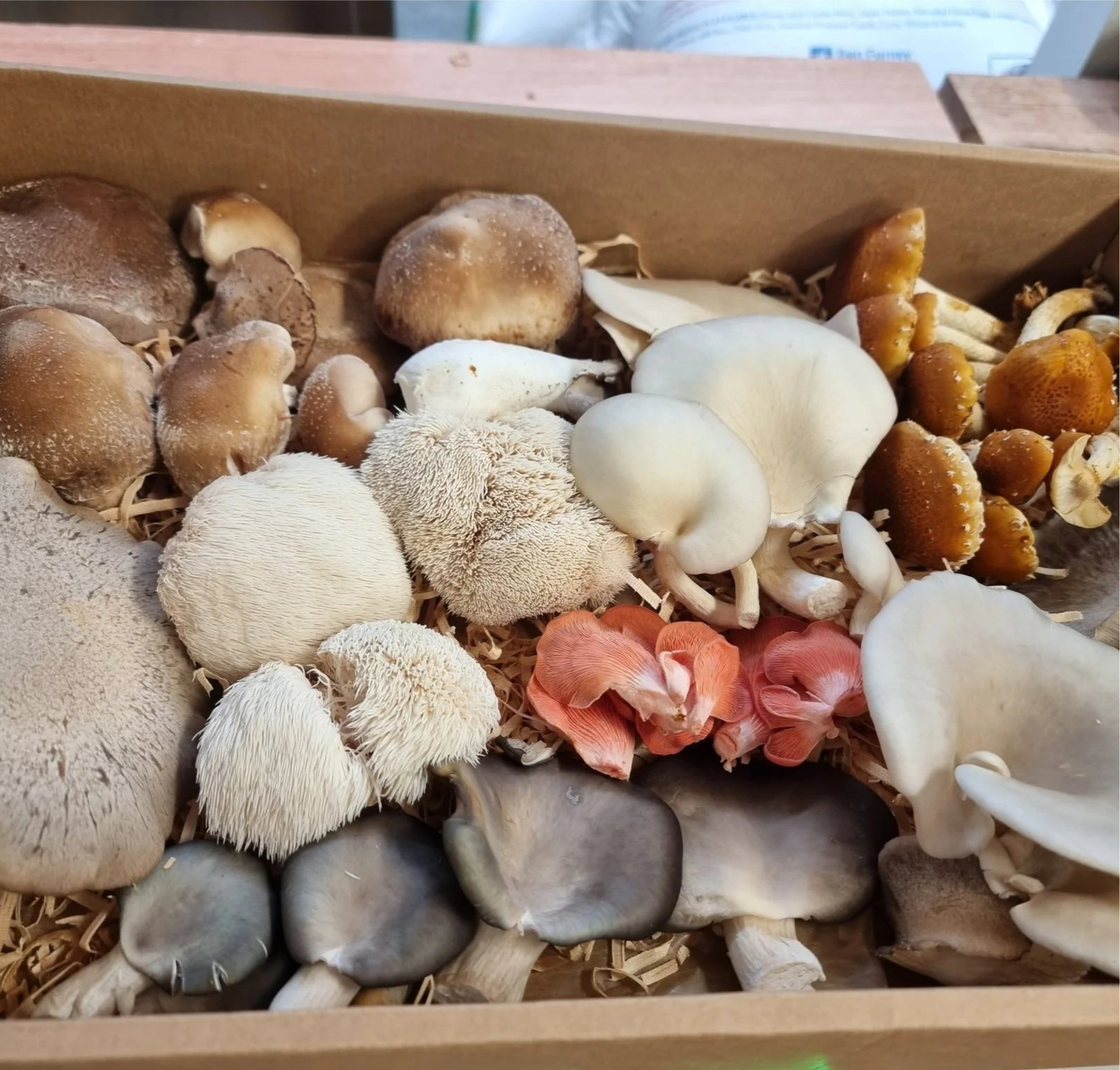 Mushroom ‘Mystery Box’