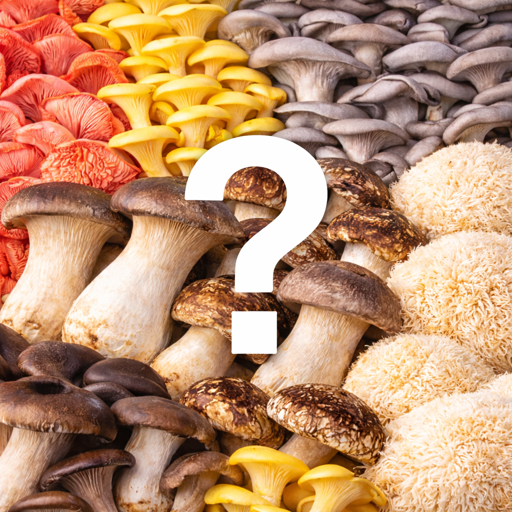 Mushroom ‘Mystery Box’