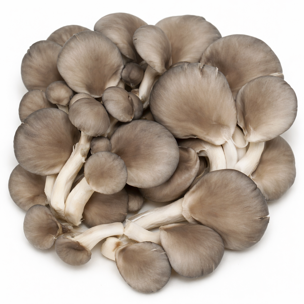 Blue Oyster Mushrooms