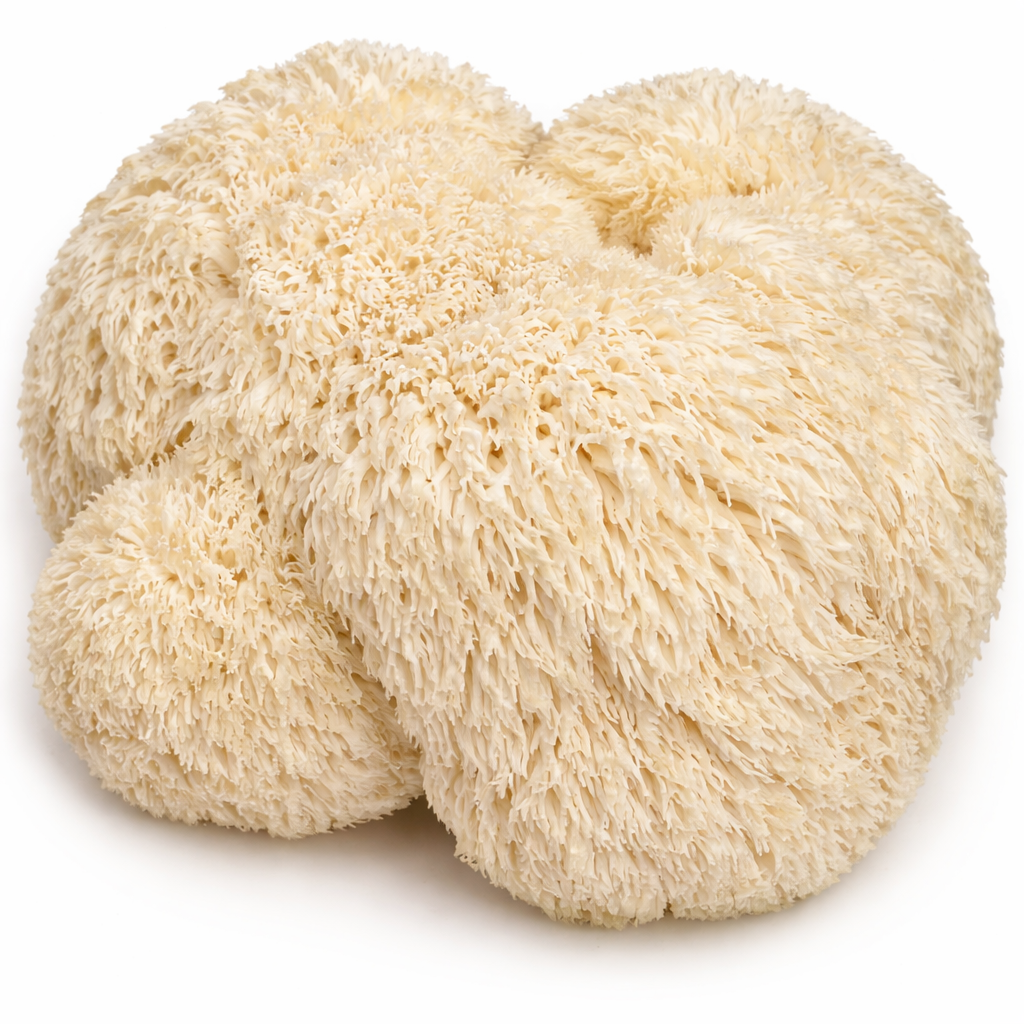 Lions mane Mushrooms