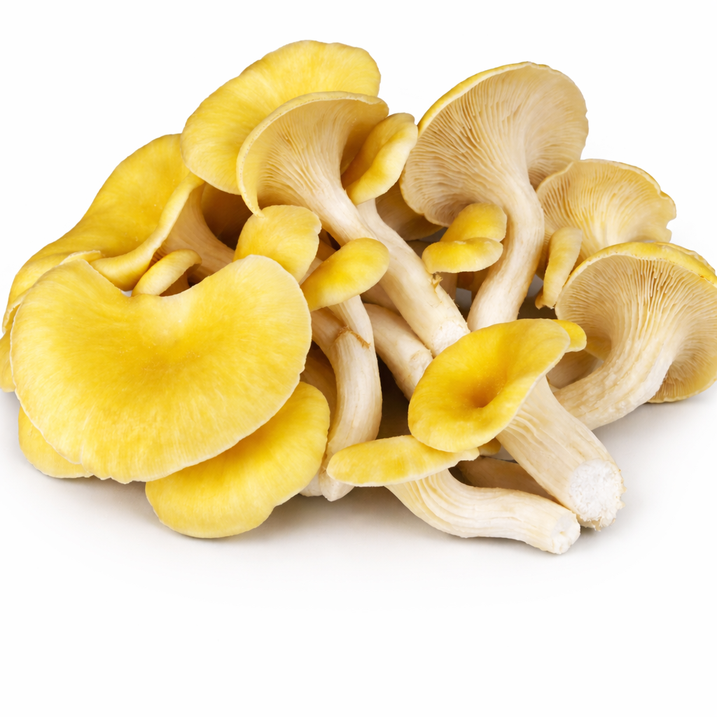 Yellow Oyster Mushrooms