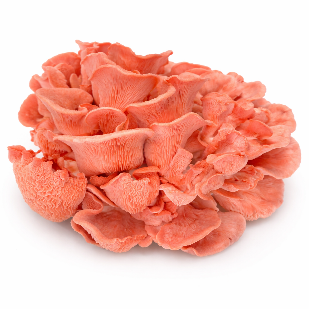 Pink Oyster Mushrooms
