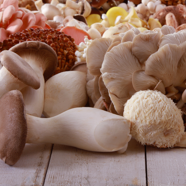 Mushroom ‘Mystery Box’