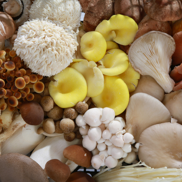 Mushroom ‘Mystery Box’