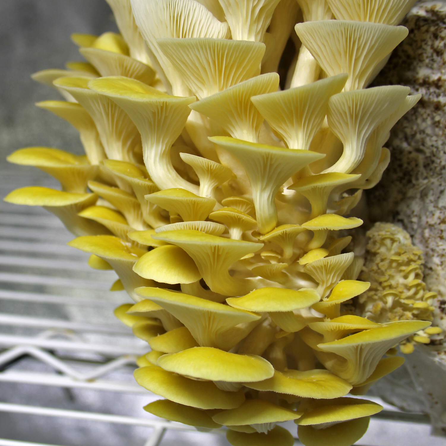 Yellow Oyster