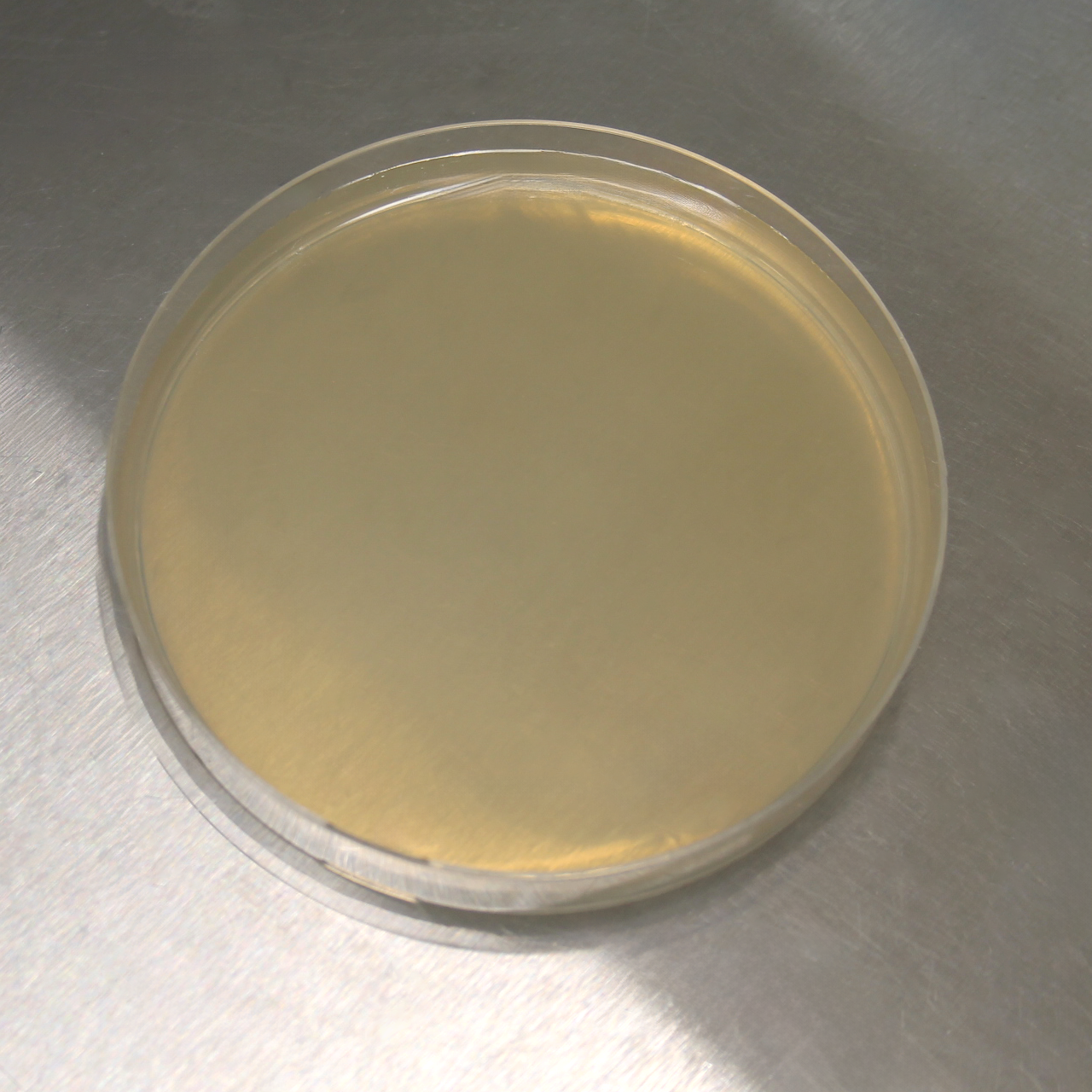 Light Malt Extract (LME) Agar Petri Dishes (10pk)