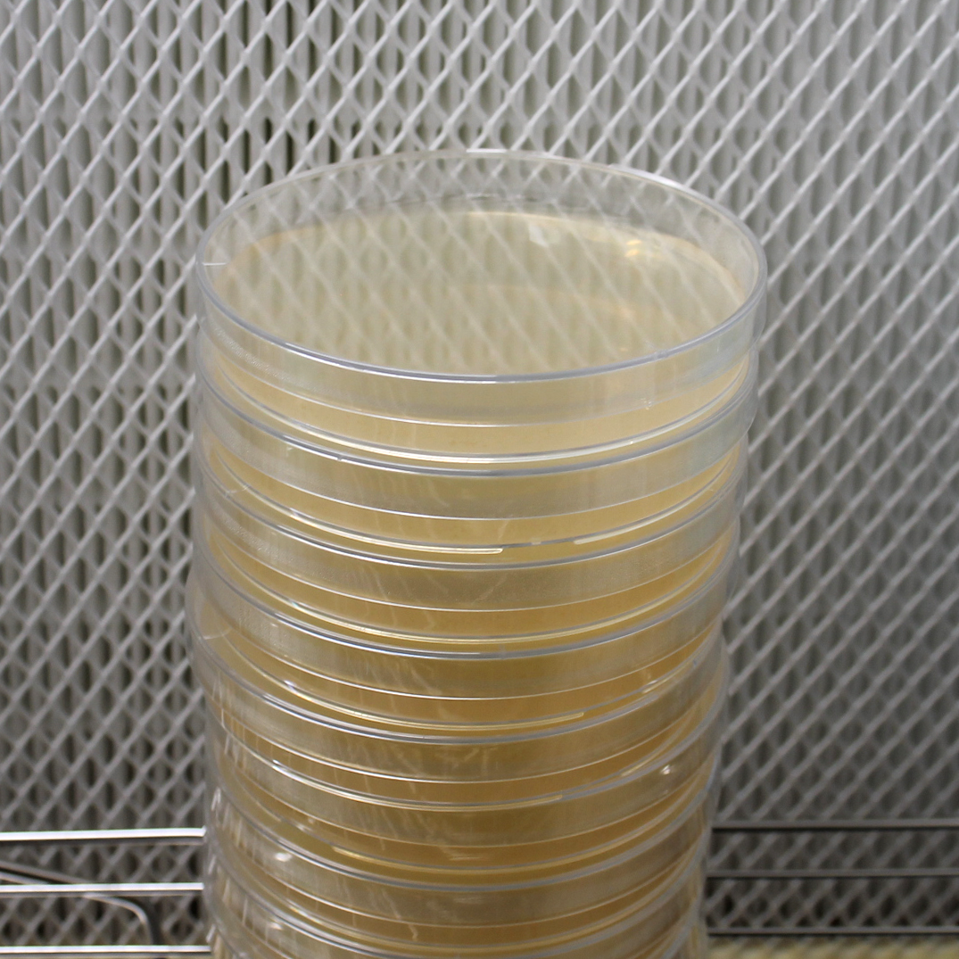 Light Malt Extract (LME) Agar Petri Dishes (10pk)