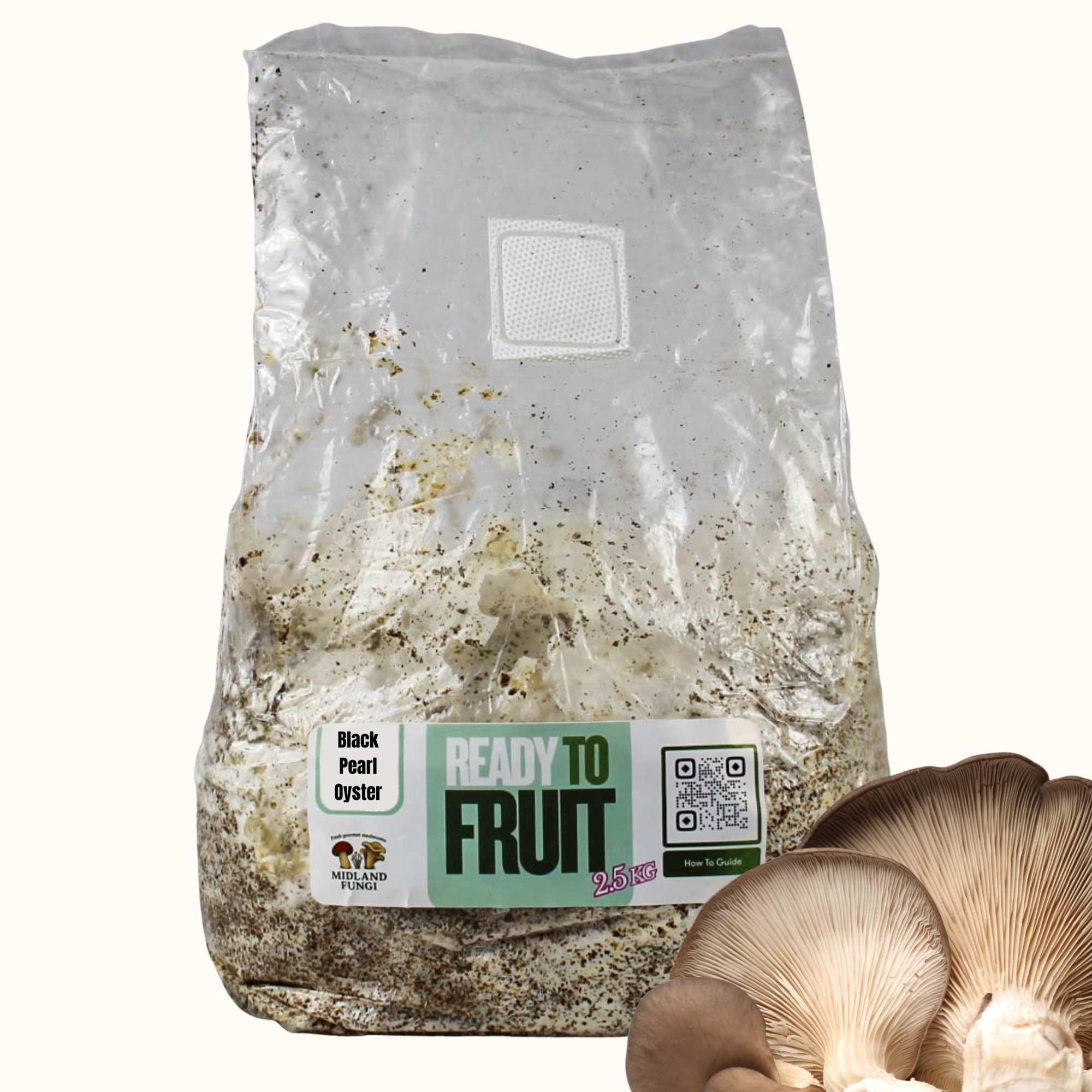 Black Pearl Oyster Colonised Masters Mix 3kg (READY TO FRUIT)