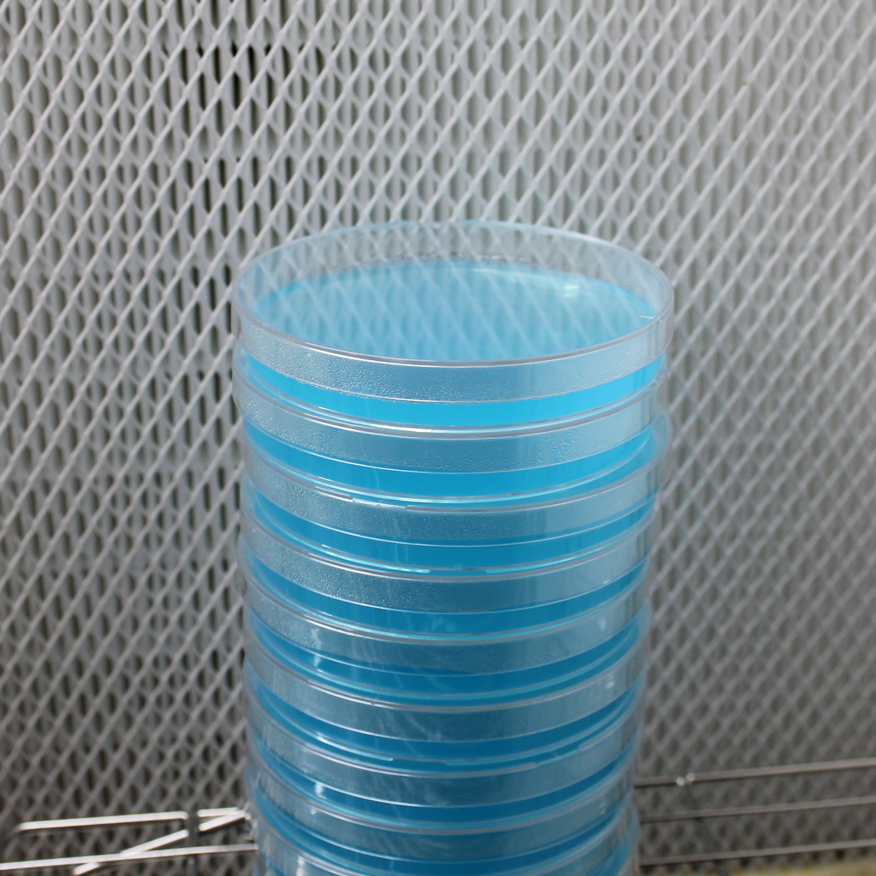 Water Agar Petri Dishes (10pk)