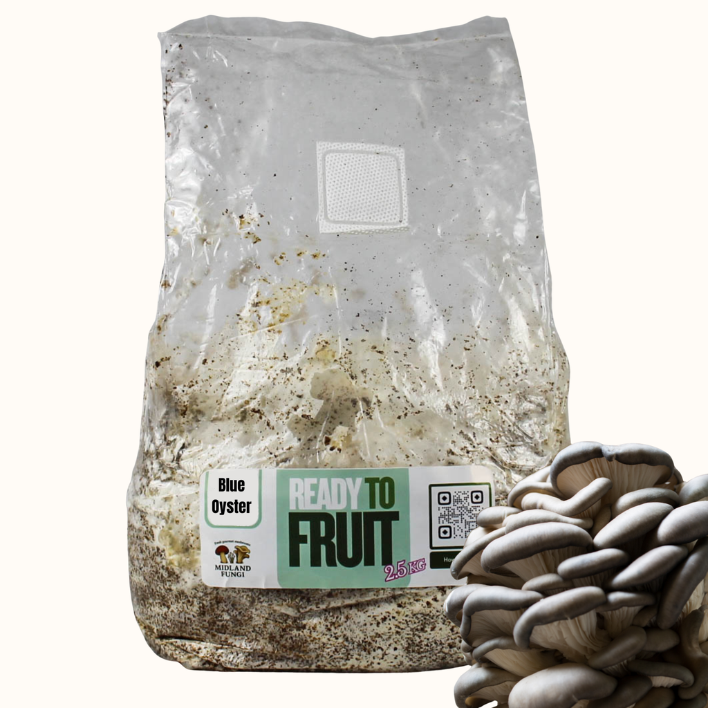 Blue Oyster Colonised Masters Mix 3kg (READY TO FRUIT)