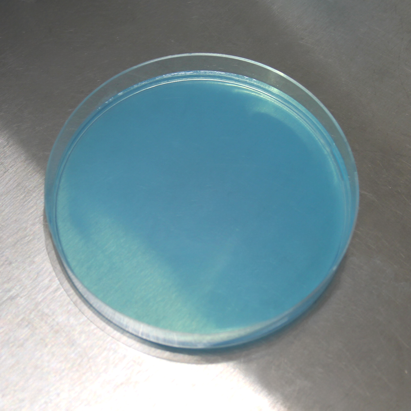 Water Agar Petri Dishes (10pk)