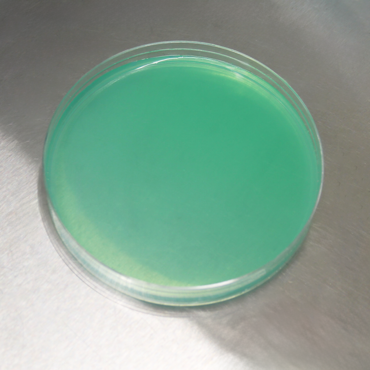 Potato Dextrose Agar (PDA) Petri Dishes (10pk)